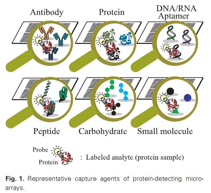Representative capture agents of protein-detecting microarrays Protein protein interactions and selection: