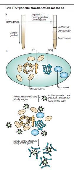 Proteomics of organelles and large