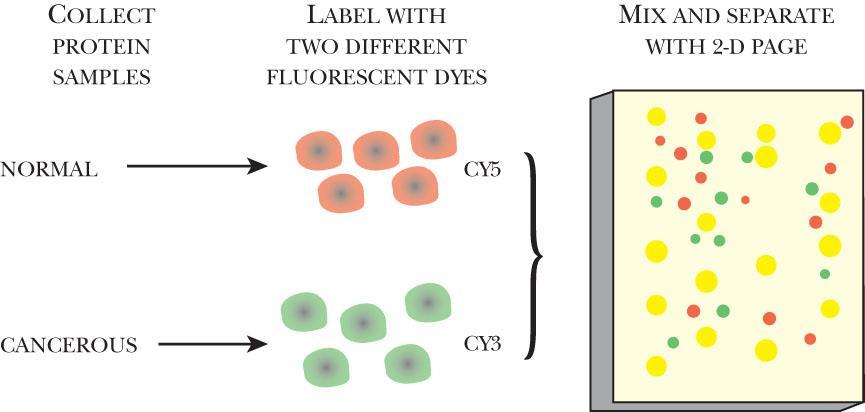Differential proteomics by using 2D PAGE Figure 9.3 Two-Color 2D-Gel. Proteins from two different conditions (e.g., normal and cancerous) can be compared directly on the same gel by labeling each with a different fluorescent dye.