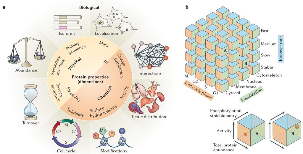 Multidimensional proteome analysis of cells and tissues