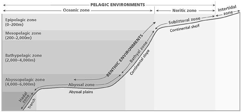 Ocean Environments See page 416, Figure 21-8 Divided into 2 general environments.