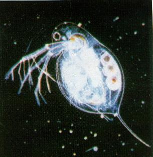 Zooplankton (generally