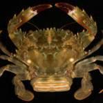 European green crab,