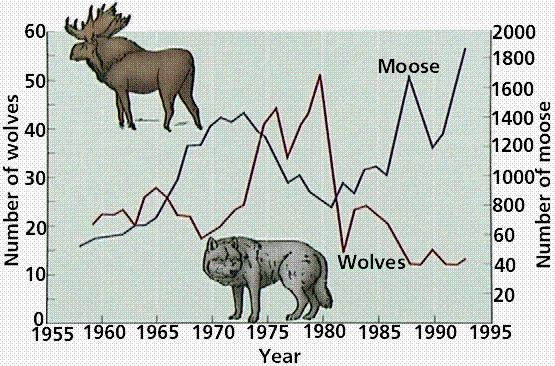 Below is a diagram depicting change of two populations (moose and wolves) over time. What pattern(s) do you notice? What do you think this means?