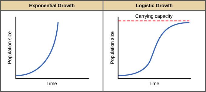 3 2 1 Population Growth Models Describe the exponential growth model in regards to population size. What type of shape did it make?