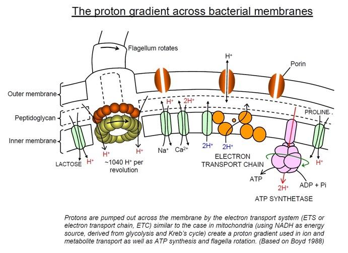 Alterations of bacterial membranes to prevent entry of antibiotics into bacteria Outer Membrane Permeability. Mutation result in alteration in porin. Pseudomonas aeruginosa resistance to imipenem.