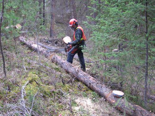 Preliminary Study of Log & Tree Attributes Related to Pl Shelf Life Page Figure. Cutting trees in 5 m logs before taking discs at.