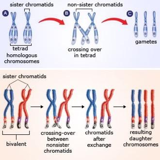 Linkage Analysis is based on RECOMBINATION Genetic mapping the aim is to discover how often two loci are separated by meiotic recombination If two loci are on different chromosome they will segregate