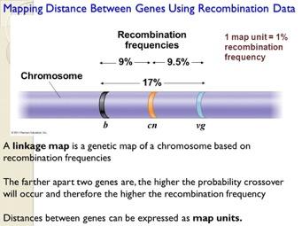 Two loci which show 1% of recombination are defined as 1 centimorgan distance (cm) The mathematical relationship between recombination fraction and genetic map distance is described by the mapping