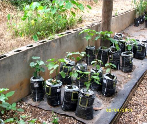 B) Cultivation of plants on contaminated soil: Our previous project in Ghana was to introduce plant and microbes