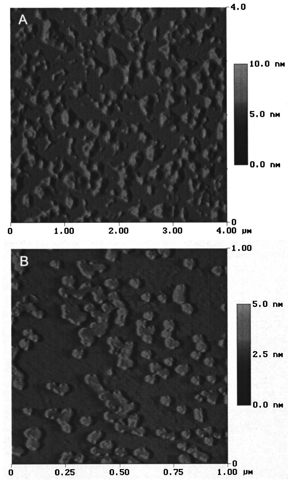 1242 Piquette et al.: Morphology, polarity, and lateral MBE growth of GaN 1242 creased grain size that are formed by coalescence of flattopped hexagonal islands. II.