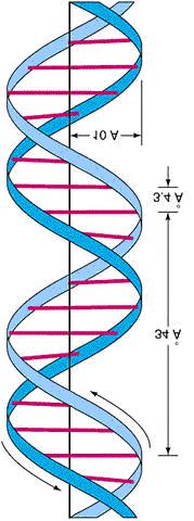 5' 3' Watson-Crick DNA Model (1953) 5' 3' Antiparallel double helix DNA