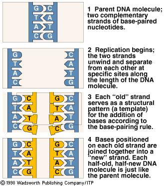 DNA Replication and Repair Enzyme regulated Unwinding Hydrogen bonds broken by DNA Helicase Complimentary pairing: Attachment of nucleotides to new strands by DNA