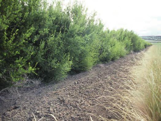 Hedgegrow Planting (422) Conserva on Prac ce Standard Overview Hedgerow Plan ng (422) Hedgerow planting involves establishment of dense vegetation in a linear design to achieve a natural resource