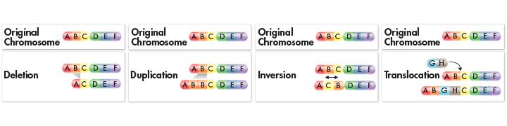 Chromosomal Chromosomal mutations involve changes in the number or structure of chromosomes.