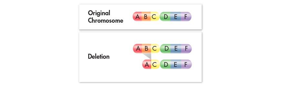 Chromosomal Deletion involves the