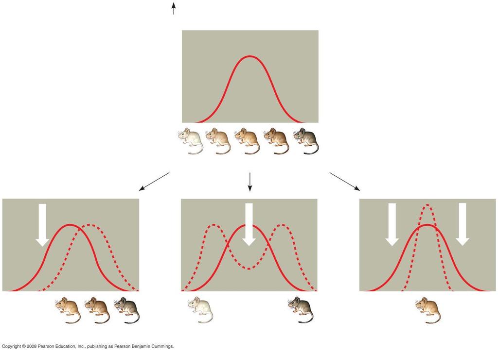 Natural Selection Original population Original population Evolved population Phenotypes