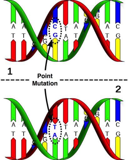 Types according to genotype! Point mutations Substitution of a nucleotide: Base substitution, involves the changing of single base in the DNA sequence.
