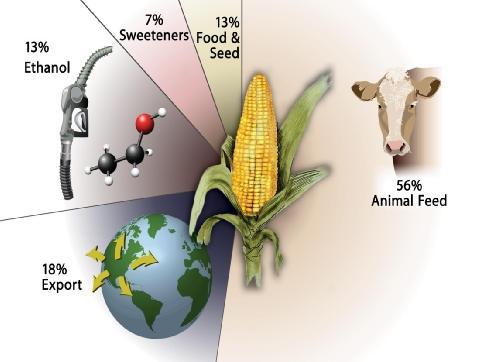 How is our corn being used today? 40% 7% 4% 12% 37% In 2012, U.S.
