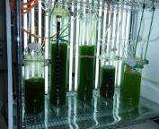 Copyright 2011 ITRI 工業技術研究院 13 Overview of Microalgae Cultivation in ITRI