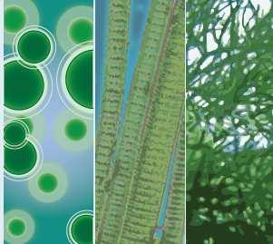 Biofuels Consortia: Algal Biofuels R&D Breaking down critical barriers to the commercialization of algae based biofuels such as green aviation fuels, diesel, and gasoline that can be transported and