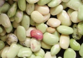 Nigeria DR Congo Beans Iron (Zinc)