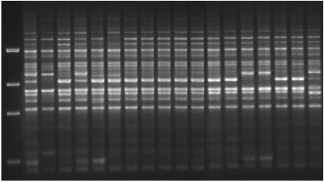 How do I quantify and compare PCR products?
