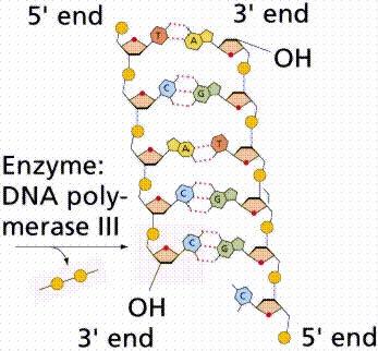 DNA Polymerases 3 Polymerases are enzymes that make polymers: they attach subunits (monomers) to each other covalently to make a long
