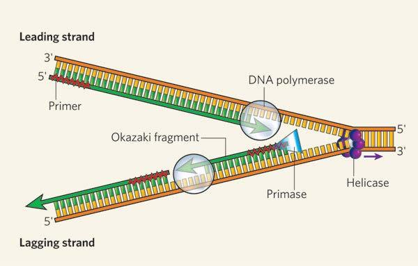 Most polymerases make a complementary copy (not an exact copy) of a strand of existing nucleic acid.