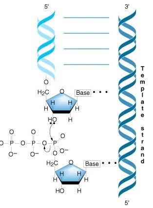 A place for the polymerase to start must be provided: short complementary sections of DNA are