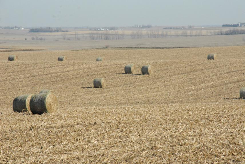 Uncertainty and risks of corn stover harvests Baled field in