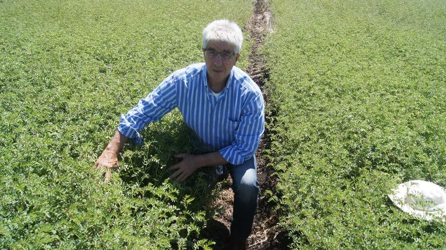 Chickpea Major crop for NNSW and QLD (Desi), Victoria (Kabuli) Record crop in 2016 (2mt) Needs careful management of diseases Clean, disease free seed Ascochyta, Botrytis main problems Price depends