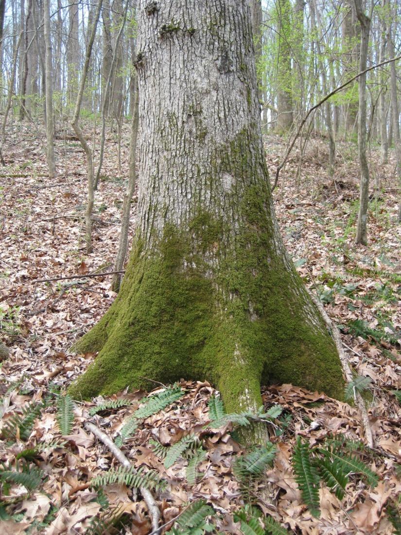A root collar is the area of the tree where the trunk transitions