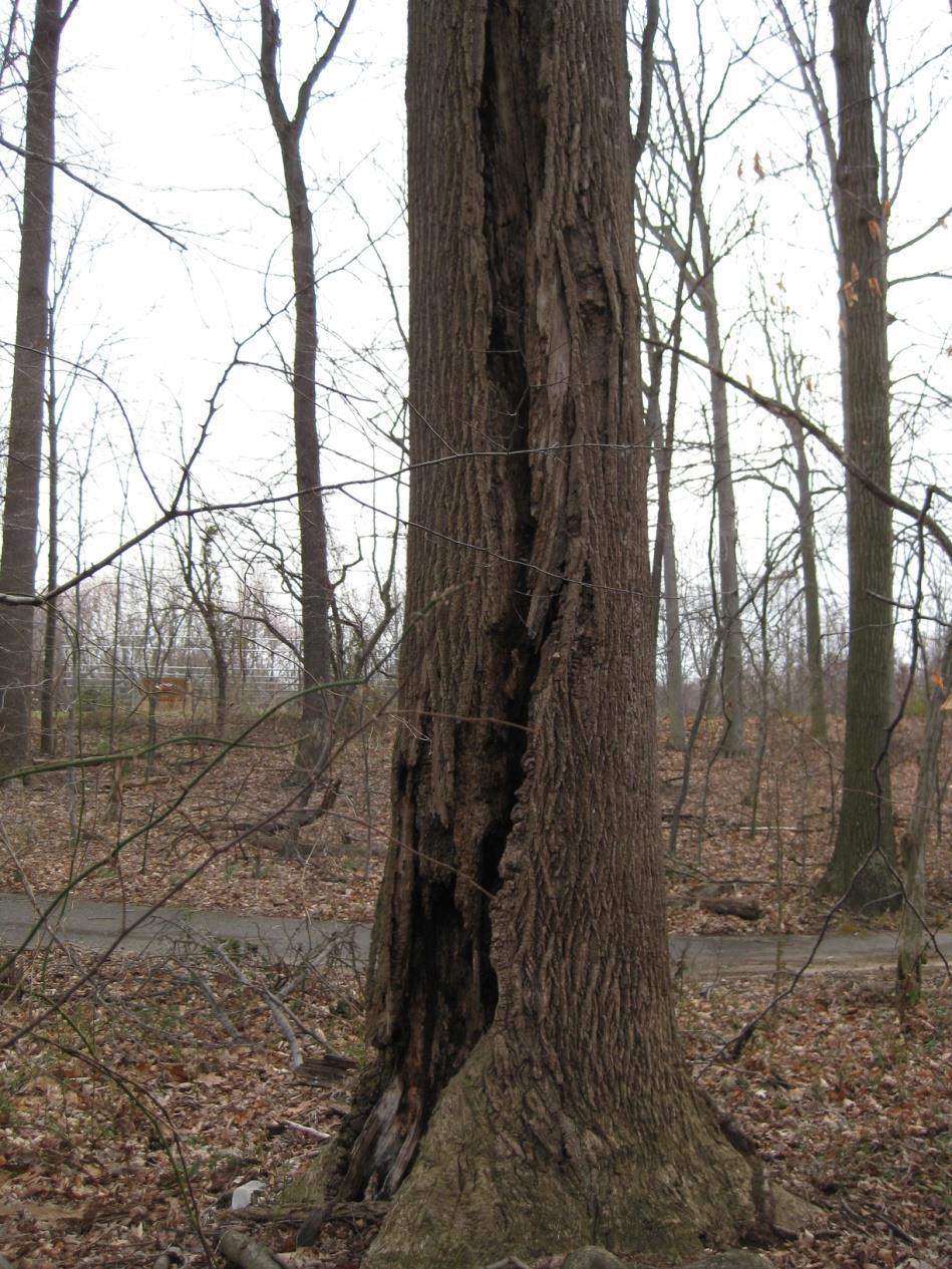 Trunk should be straight Cracks, cavities, swelling Vertical seams