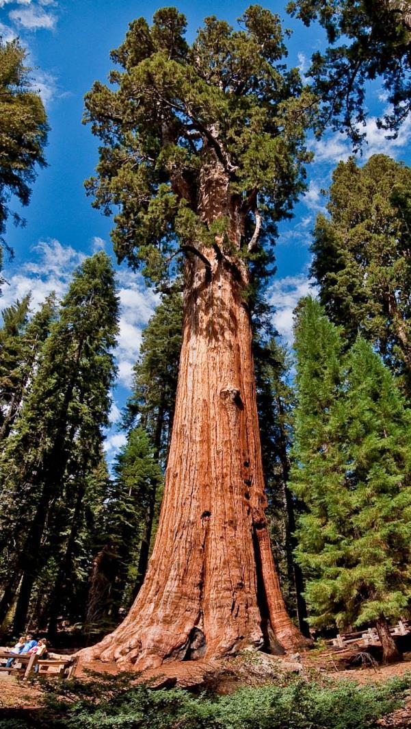 Kings Sequoia