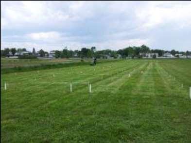 Methodology: Simulated Grazing Pros: Evaluate many different mixtures.