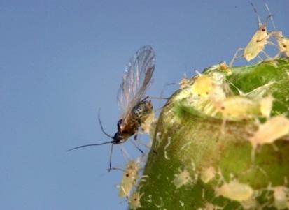 Insects in the UK Peach-potato aphid Potato aphid