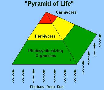 Energy Flows Through Ecosystems Herbivores - organisms that eat only plants. Carnivores - organisms that eat only animals.