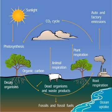 Nutrients are Recycled Through an Ecosystem Carbon Cycle Carbon- required