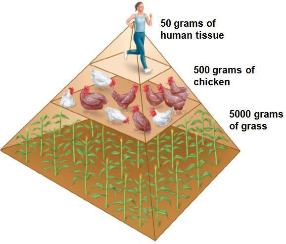 Biomass Pyramid Model Energy is stored as biomass (in sugars, fats and to a lesser extent