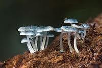 Decomposers (and Detritivores) Decomposers (and