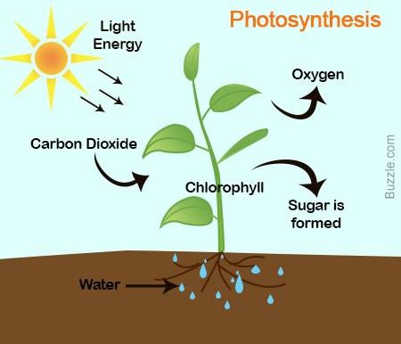 Photosynthesis Sunlight energy is used by plants to