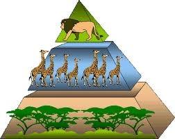 Pyramid of Biomass The pyramid of biomass shows the total mass of organisms at each stage of a food chain.
