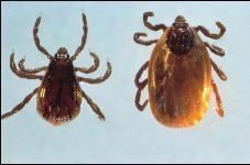 Some feed on the external surface of the host Ticks Fleas
