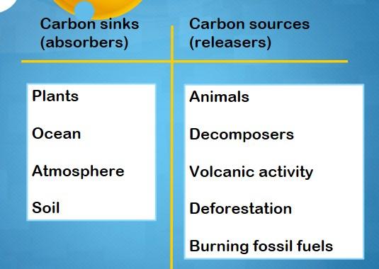 The carbon cycle is a natural process.