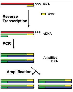 RT-PCR For diagnostic of viral infection, RT-PCR is currently the 'gold standard' in practice. RT-PCR is reverse-transcriptase PCR.
