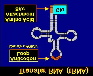 trna 1) Charging carboxyl group of amino acid is covalently bound to 3