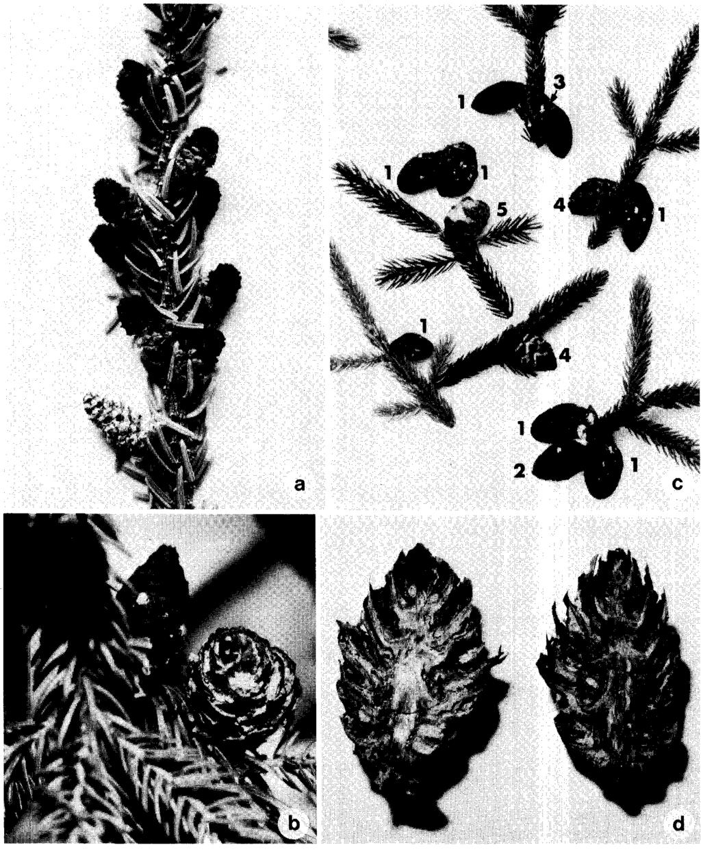 46 lnventaire des maladies des plantes au Canada 6 1 :2, 198 1 Fig. 2. Cone rust symptoms. a & b. Severely rusted cones on shoots: c. Different levels of the cone rust intensity (CRIRS); and d.