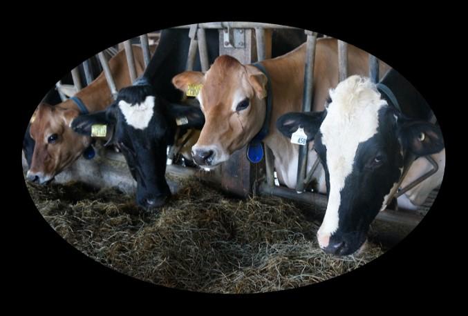 Feed the highest quality forage during lactation to minimize body condition loss and supplementation needs. As you wean cows and milk production ceases, nutritional needs greatly decrease.