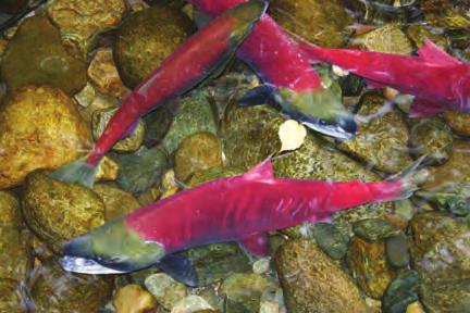 Fisheries and Aquatic Habitat Studies Identify and evaluate potential effects on fish populations,
